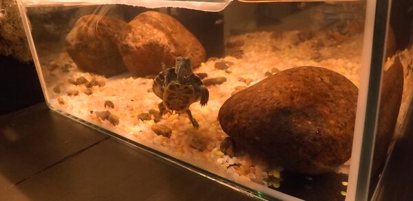 Avrora Bar. Деревянный лофт