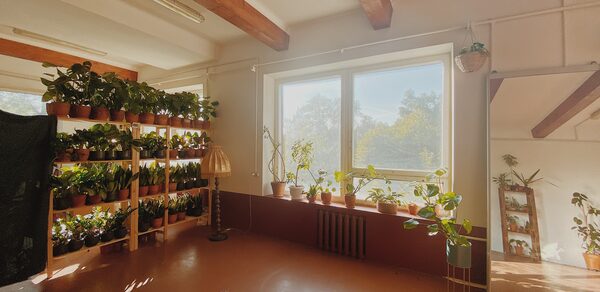 Светлый лофт с растениями