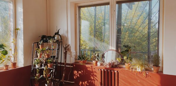 Светлый лофт с растениями