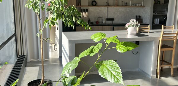 Пространство СемЬСюР с Кухней. Кухня с островом из серого материала, двумя деревянными стульями, растениями в горшках. Стена оформлена светлыми панелями, пол бетонный. Освещение естественное, солнечный свет проникает через большие окна с занавесками.