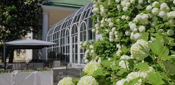 Кафе «Оранжерея». Арка из стеклянных окон, ведущих на террасу с зонтом и напольной мебелью. На переднем плане кусты с белыми цветами. Фон составляет здание с колоннами и зелёной крышей.