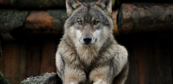 ТЕСТ Большой зал remarketing. На картинке изображён волк, который лежит на деревянной поверхности. У него густой серо-бурый мех. Фон составляют деревянные брёвна. Волк смотрит прямо в камеру.