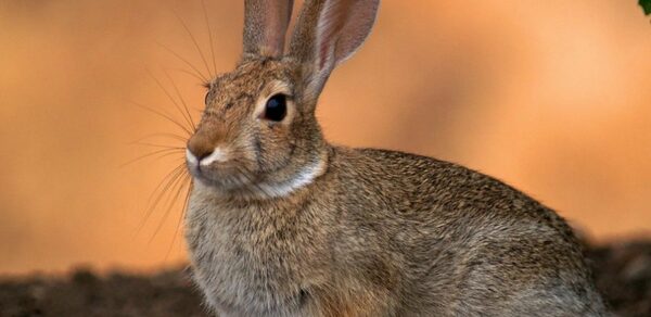 ТЕСТ Большой зал remarketing. Изображение показывает зайца в естественной среде обитания. Фон — мягкий, светло-коричневый, вероятно, земля или песок. Заяц с серо-коричневым мехом, большие уши, тёмные глаза. Справа виднеется зеленый лист. Планировка открытая, природная. Освещение естественное.