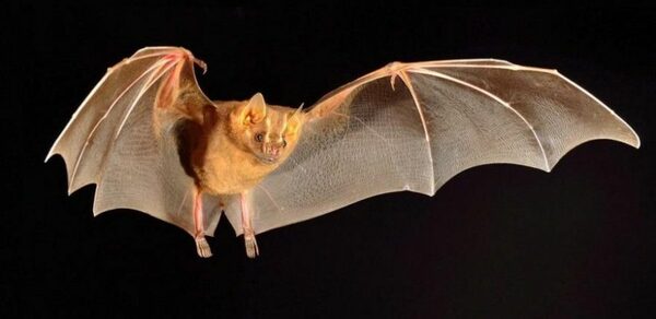 ТЕСТ Большой зал remarketing. На изображении летучая мышь с расставленными крыльями на чёрном фоне. Видны детали перепончатых крыльев и мордочка. Мышь выглядит как в полёте, при этом очертания тела чётко выделены.