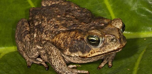 ТЕСТ Большой зал remarketing. На изображении изображена жаба с грубой, бугристой кожей, сидящая на зеленом листе. Её кожа коричневая с темными пятнами, глаза крупные и выразительные. Жаба расположена сбоку, ясно видны её задние лапы.