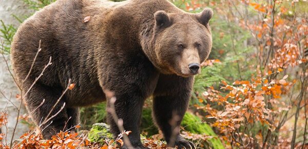 For adv "Frustrated Owl"