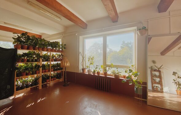 Светлый лофт с растениями