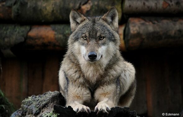 ТЕСТ Большой зал remarketing. На картинке изображён волк, который лежит на деревянной поверхности. У него густой серо-бурый мех. Фон составляют деревянные брёвна. Волк смотрит прямо в камеру.