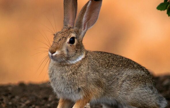 For adv "Frustrated Owl". На картинке изображён волк, который лежит на деревянной поверхности. У него густой серо-бурый мех. Фон составляют деревянные брёвна. Волк смотрит прямо в камеру.