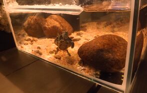 Avrora Bar. Деревянный лофт