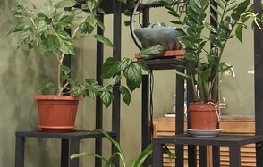 Зеленая комната 20 кв. м с камином и фонтаном