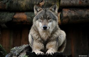 For adv "Frustrated Owl". На фото изображён волк, лежащий на покрытом мхом камне. Фон представлен стволами деревьев тёмно-коричневого цвета. Освещение естественное, создающее мягкие оттенки на шерсти волка, которая имеет серо-белый окрас. Никакого текста или знаков нет.