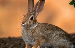 ТЕСТ Большой зал remarketing. Изображение показывает зайца в естественной среде обитания. Фон — мягкий, светло-коричневый, вероятно, земля или песок. Заяц с серо-коричневым мехом, большие уши, тёмные глаза. Справа виднеется зеленый лист. Планировка открытая, природная. Освещение естественное.