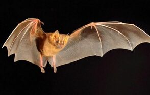 ТЕСТ Большой зал remarketing. На изображении летучая мышь с расставленными крыльями на чёрном фоне. Видны детали перепончатых крыльев и мордочка. Мышь выглядит как в полёте, при этом очертания тела чётко выделены.